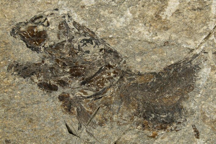 Oligocene Fossil Fish (Clupea sardinites) - Poland #320599